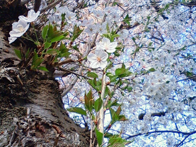 c0031856_852967.jpg