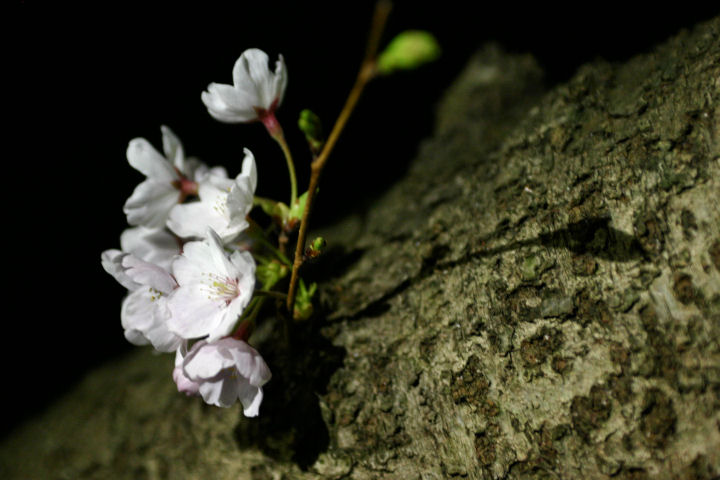 d0079373_0441252.jpg