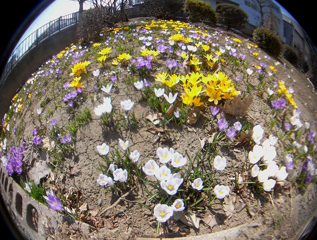 c0183777_11255624.jpg