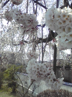 c0096582_12251826.jpg