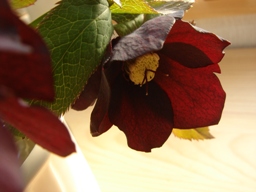 e0155085_220898.jpg