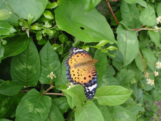 e0028387_2233438.jpg