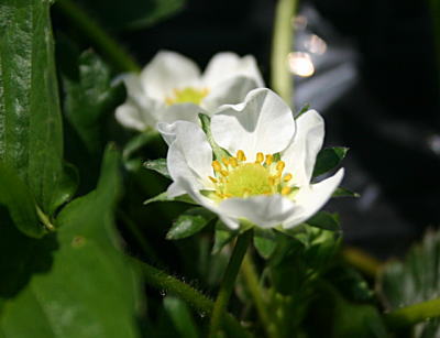 d0034988_11138.jpg