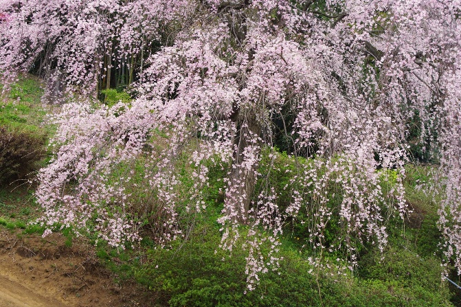 c0061695_971520.jpg