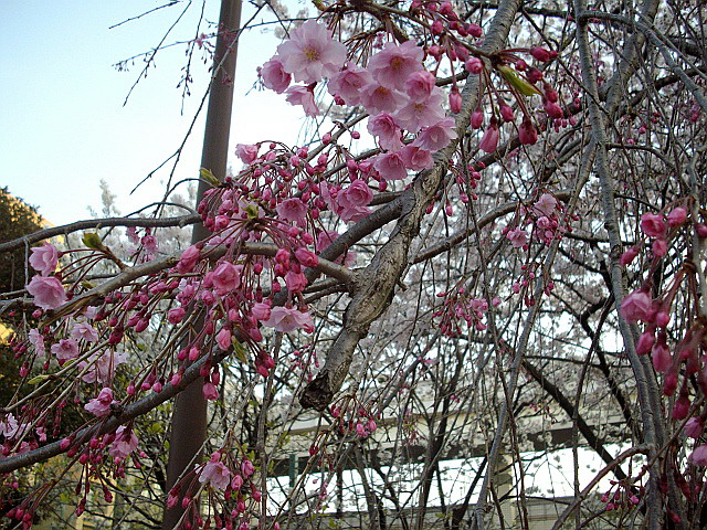 c0138198_14205762.jpg