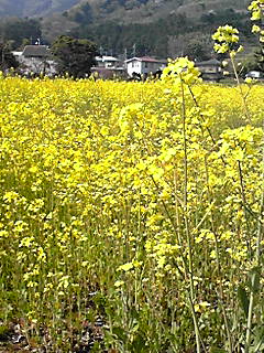 f0151905_1538229.jpg