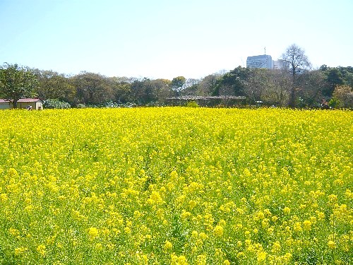c0058606_1293851.jpg