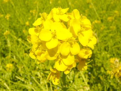c0058606_1345013.jpg
