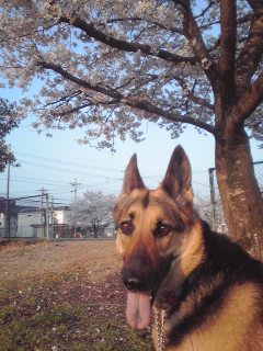 c0090220_10431612.jpg