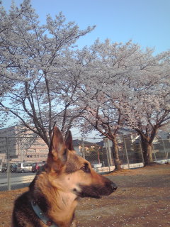 c0090220_1043688.jpg