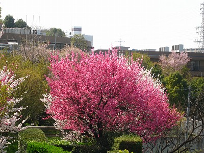 a0111621_1934111.jpg