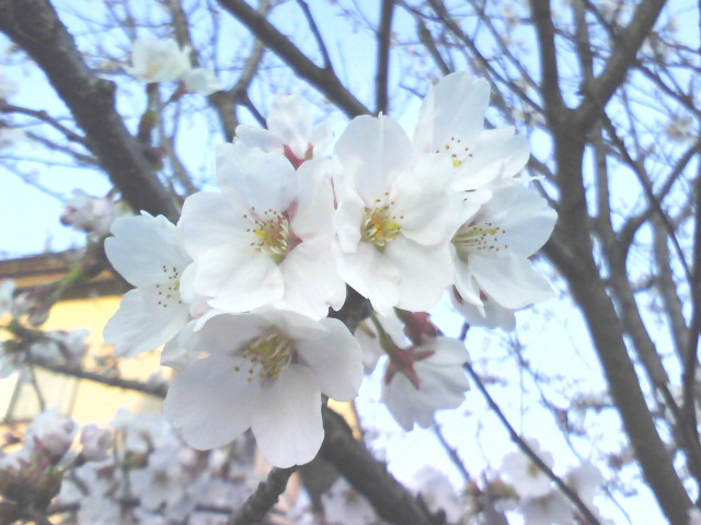 f0064432_23261467.jpg