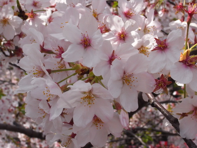 a0087341_7584714.jpg