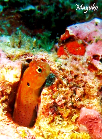 e0027447_0191415.jpg