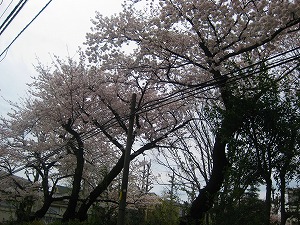 a0079948_110187.jpg