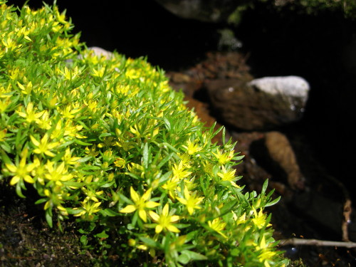 c0179351_2318326.jpg