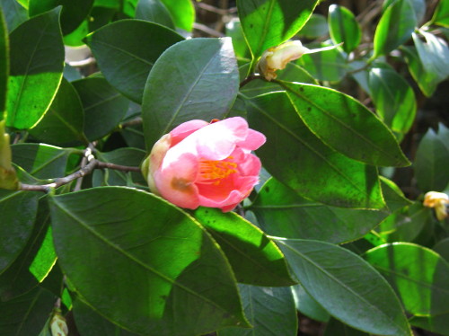 c0179351_2391113.jpg