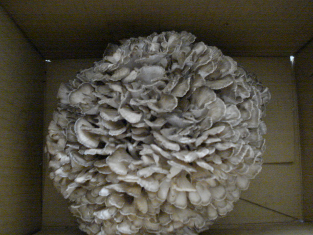 f0190054_15211276.jpg