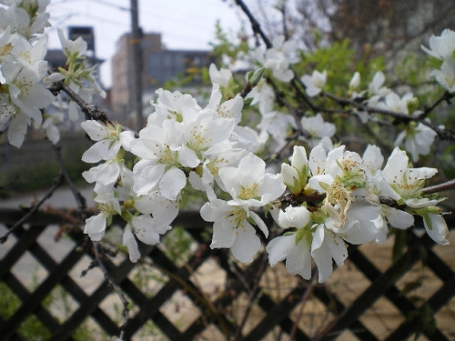 a0066258_21521116.jpg