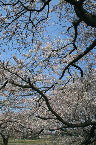 f0077159_2147569.jpg