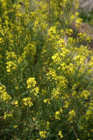f0077159_2152591.jpg