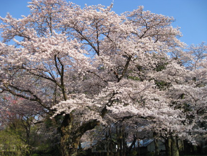 f0077159_21555461.jpg