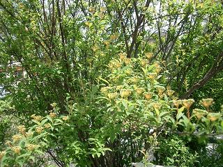 c0186463_1732217.jpg