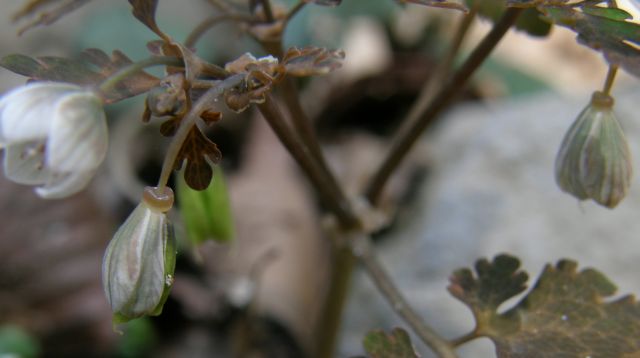 c0042869_21182114.jpg