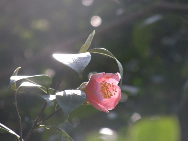 c0042869_21431560.jpg