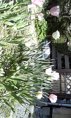 f0003174_934133.jpg