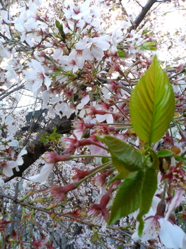 f0054677_8291538.jpg