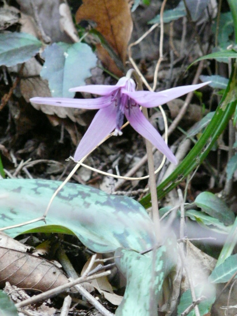e0145782_20461731.jpg