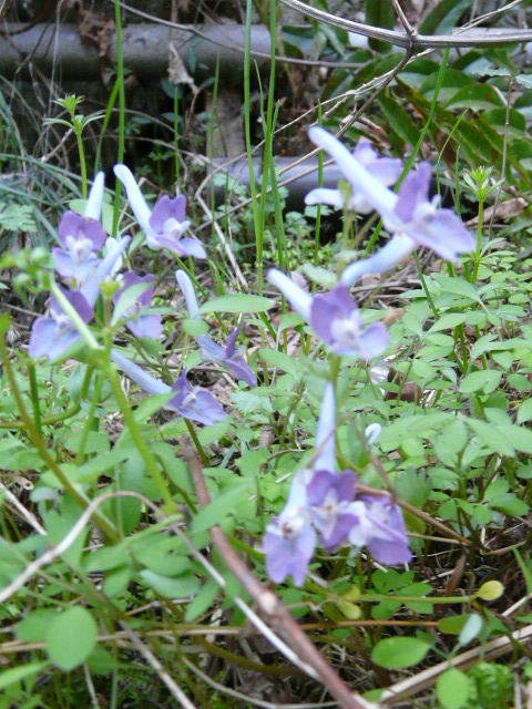 e0145782_20464016.jpg