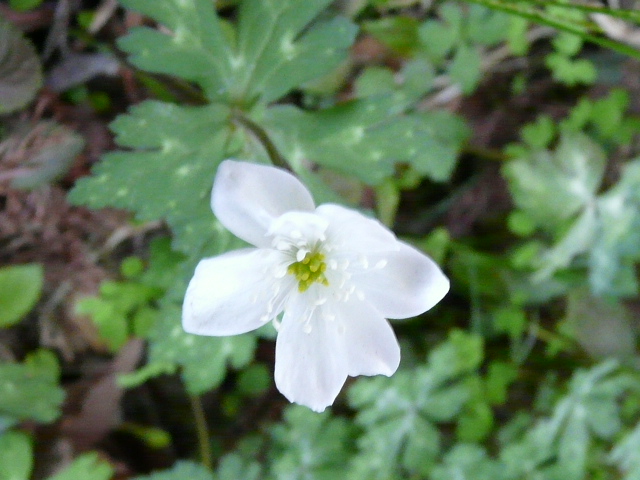 e0145782_2047223.jpg