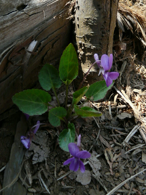 e0145782_20511689.jpg