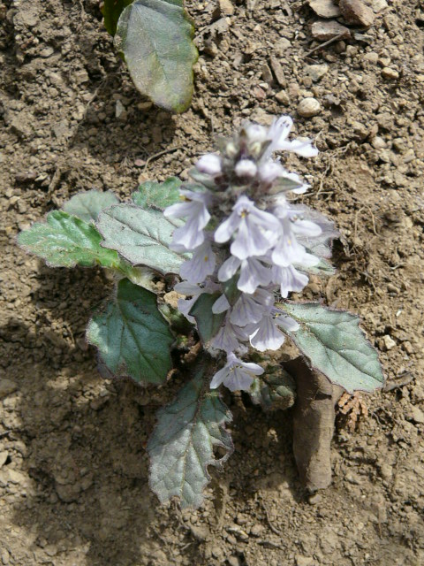 e0145782_20522712.jpg