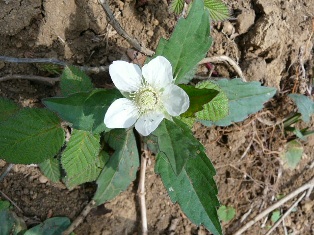 e0145782_2054514.jpg