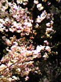 c0018586_22414524.jpg