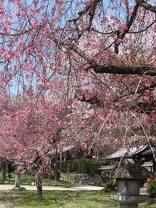 c0063587_12481735.jpg