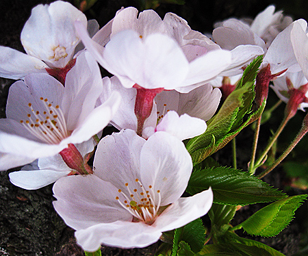 d0020789_6451571.jpg
