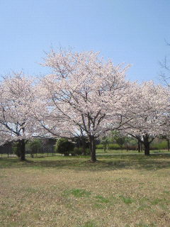 f0114900_541676.jpg