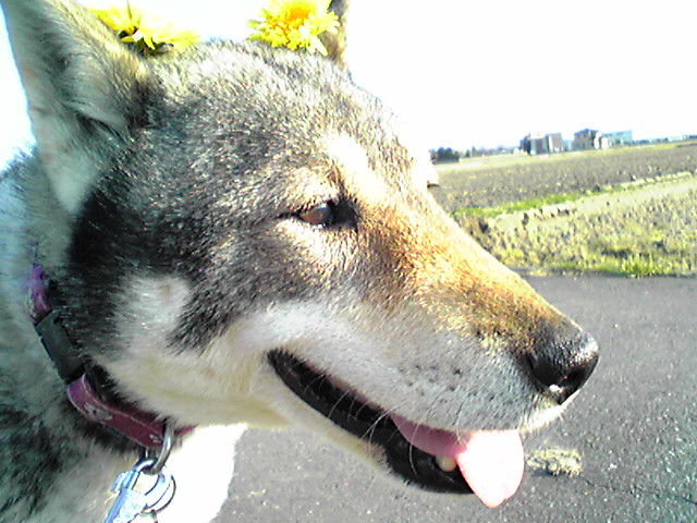 f0079202_1652201.jpg