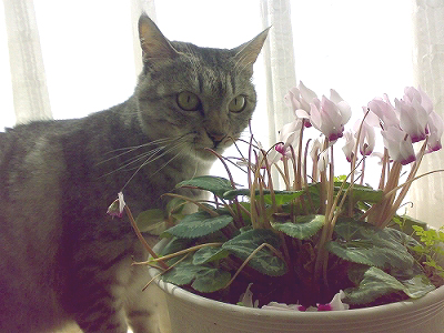f0195204_1153723.jpg