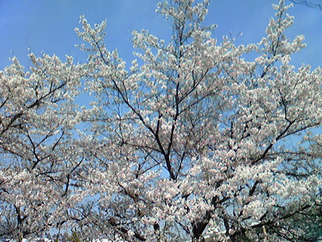 d0005908_23191772.jpg