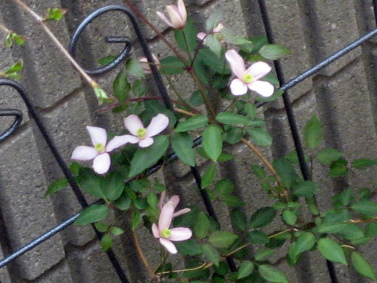 e0127409_1722827.jpg