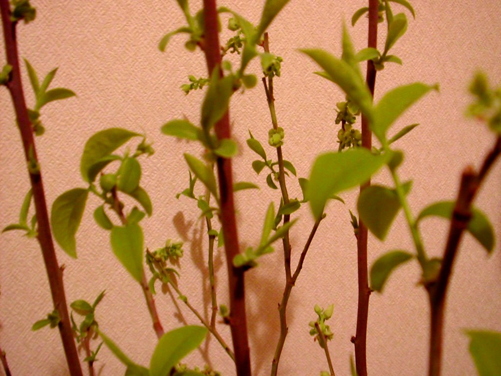 a0102824_23524424.jpg