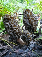 f0169942_20532274.jpg