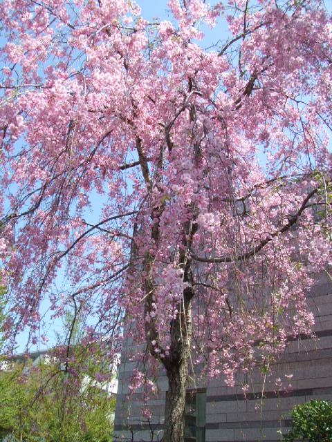 c0071545_053986.jpg