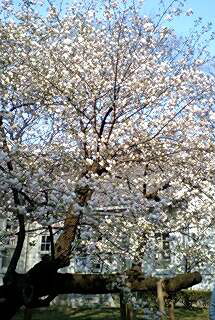 c0011446_2014112.jpg