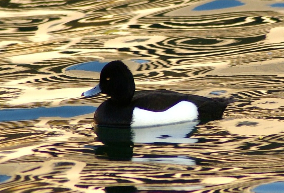 e0064158_22315172.jpg